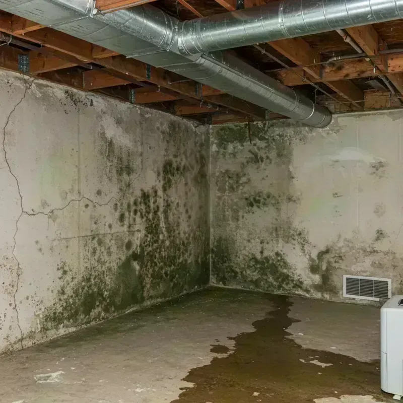 Professional Mold Removal in Greenfield, MO